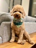 Pet bandana (S)